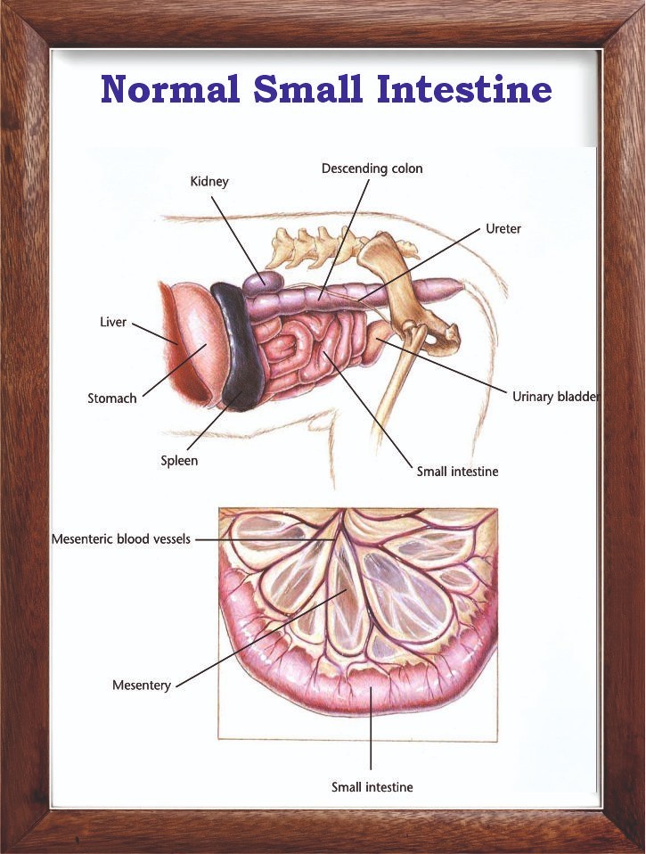Normal Small Intestine Chart 12x18 inches