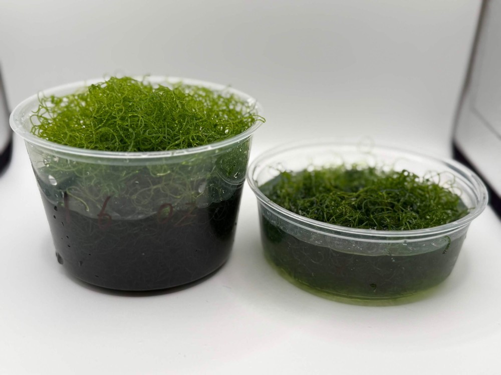 Chaetomorpha Macroalgae (Chaeto)- Healthy Refugium Algae