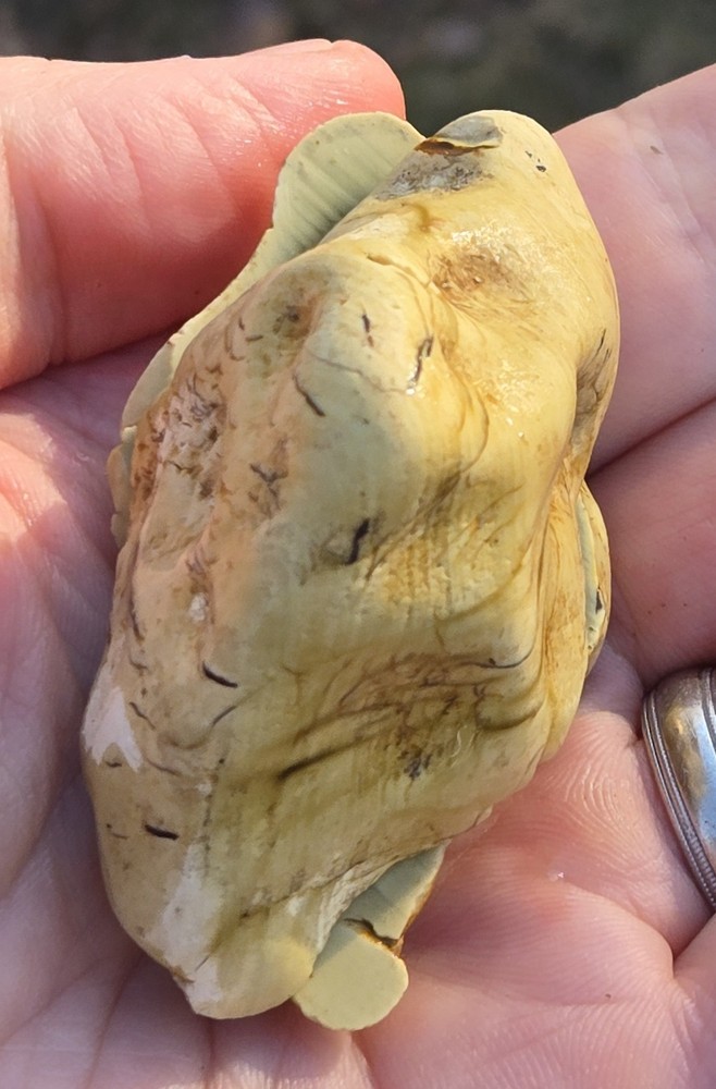 Royal Imperial Jasper Nodule Cut In Half Beautiful Egg Circle Pattern Rough