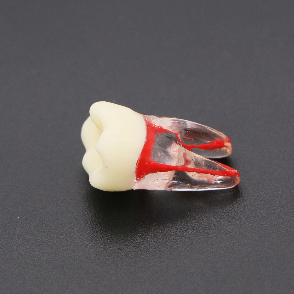Dental Root Canal RCT Block Pulp Cavity Practice Model for Endo File Study Teeth