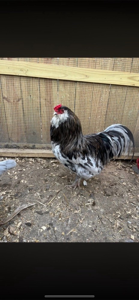 Splash Ameraucana Hatching Eggs