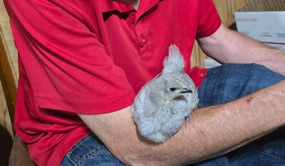 6 + Lavender Orpington Hatching- Eggs-