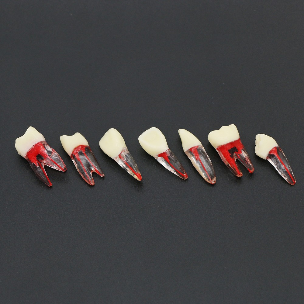 Dental Root Canal RCT Block Pulp Cavity Practice Model for Endo File Study Teeth