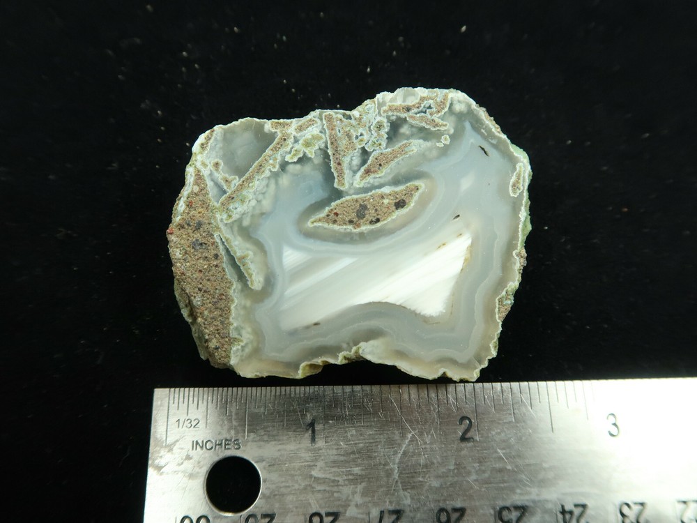 Limbcast Wiggins Fork Wyoming Petrified Wood