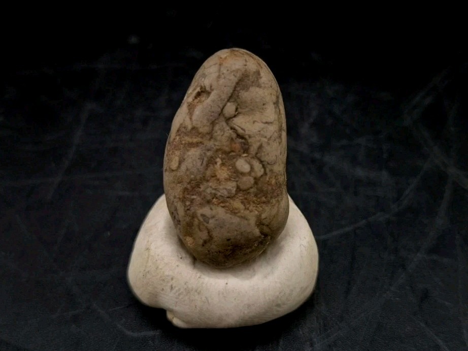 Real Fossil Dinosaur Egg Embro Permineralized Uv Reactive Raptor