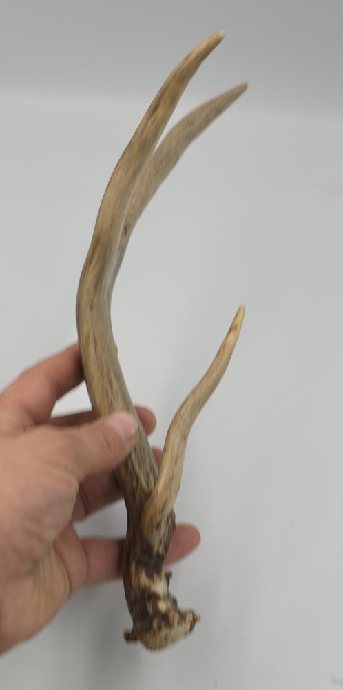 Unique deer antler shed ✅️
