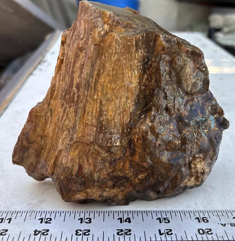 Silver Creek Junction Petrified Wood