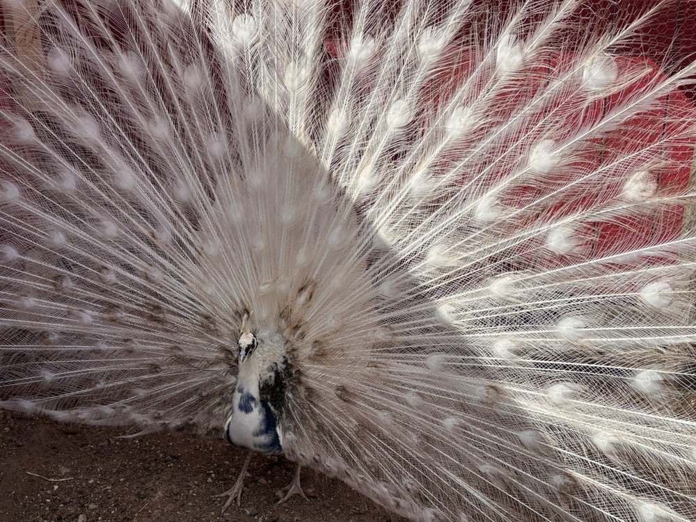 6 Peacock Peafowl Hatching eggs - Ready to ship, plus 1 extra egg!