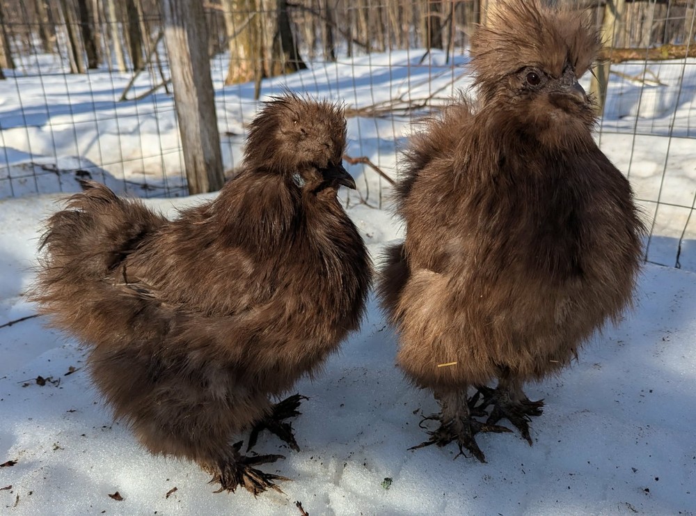 10 +Extras Chocolate partridge silkie hatching eggs