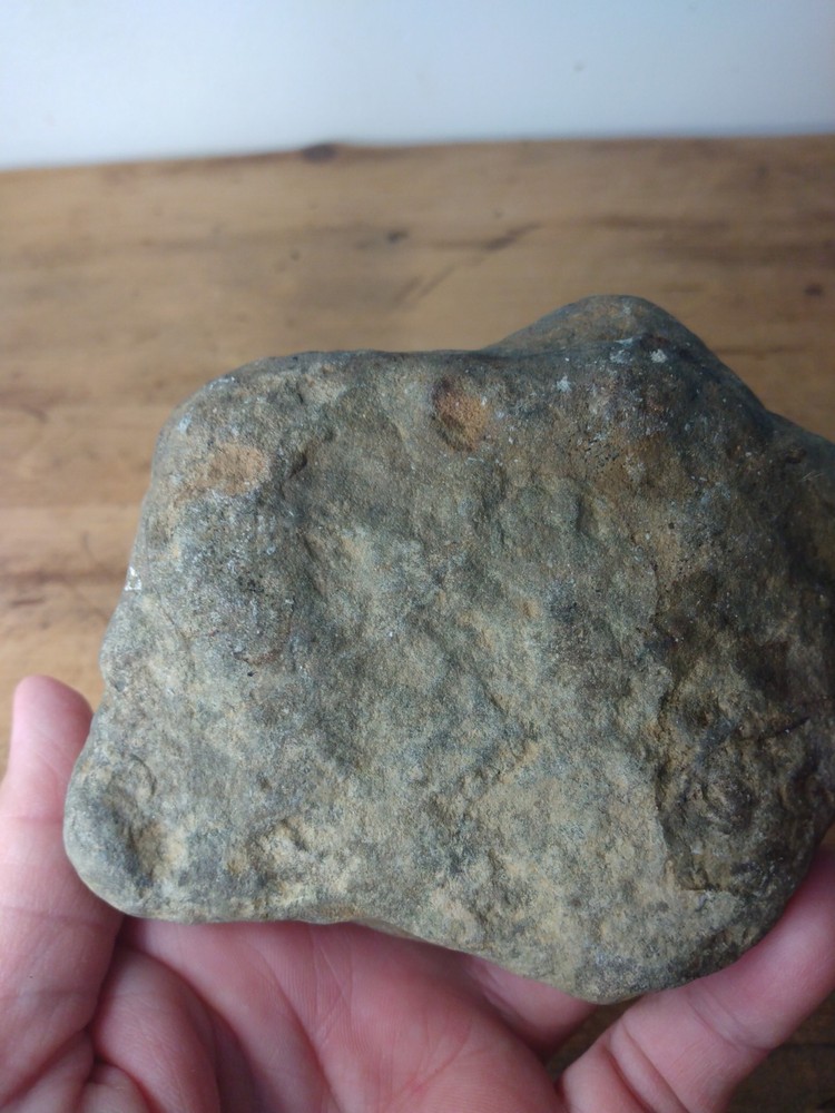 Fossil Worm Trail Segmented Segments Found Ozarks Arkansas Unusual