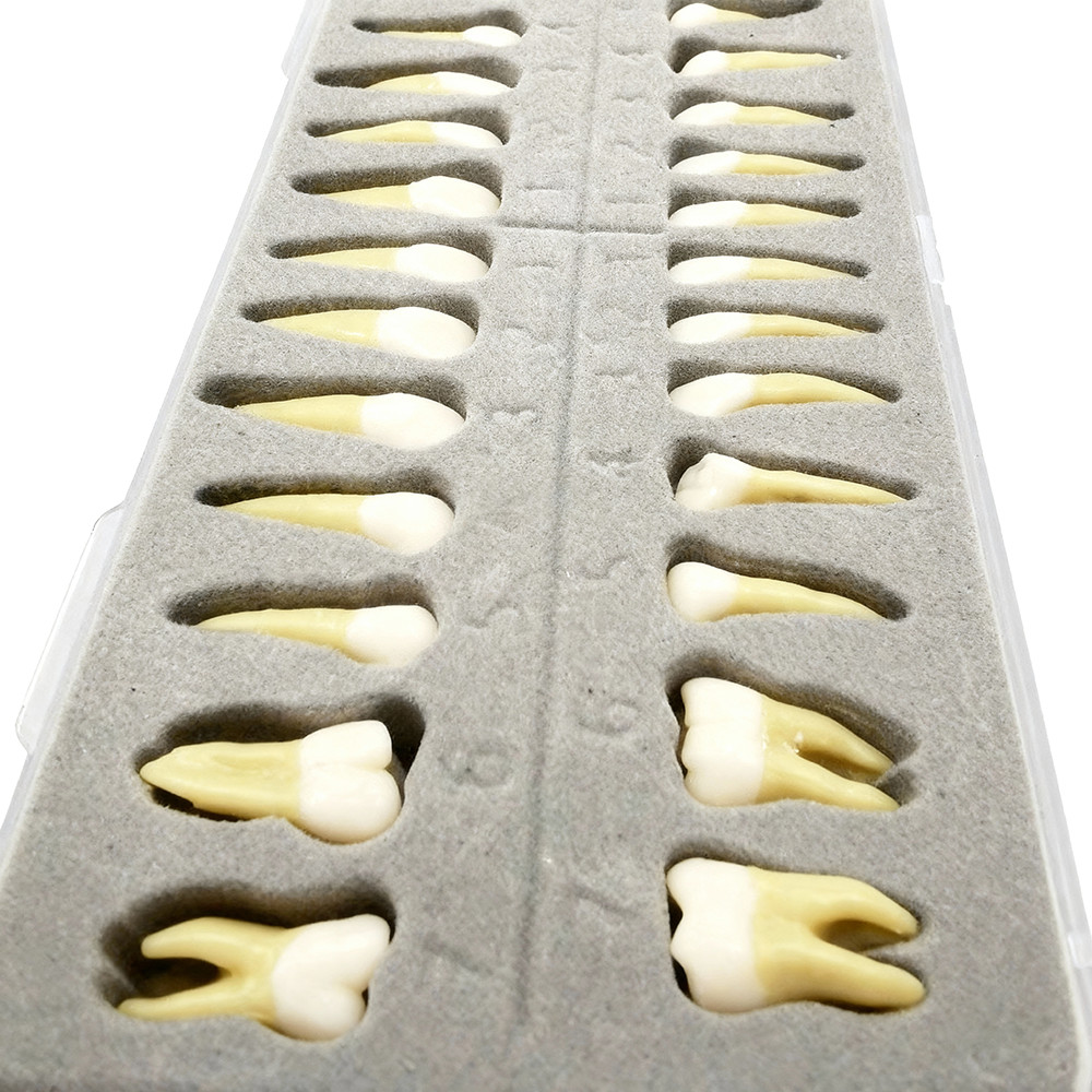 Dental 1:1 Permanent Teeth Demonstration Teach Study Model with 28Pcs Teeth