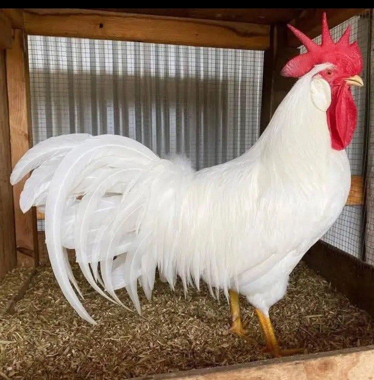 White Leghorn 12+ hatching eggs(Read Description)