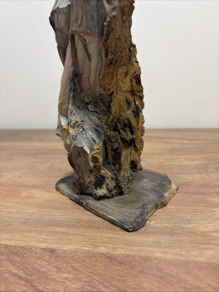 Incredible Black Multicolor Petrified Wood Scholar Stone!