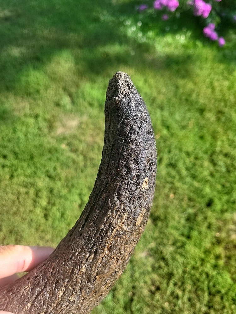 Historic Bison Horn Core Partial Skull river find