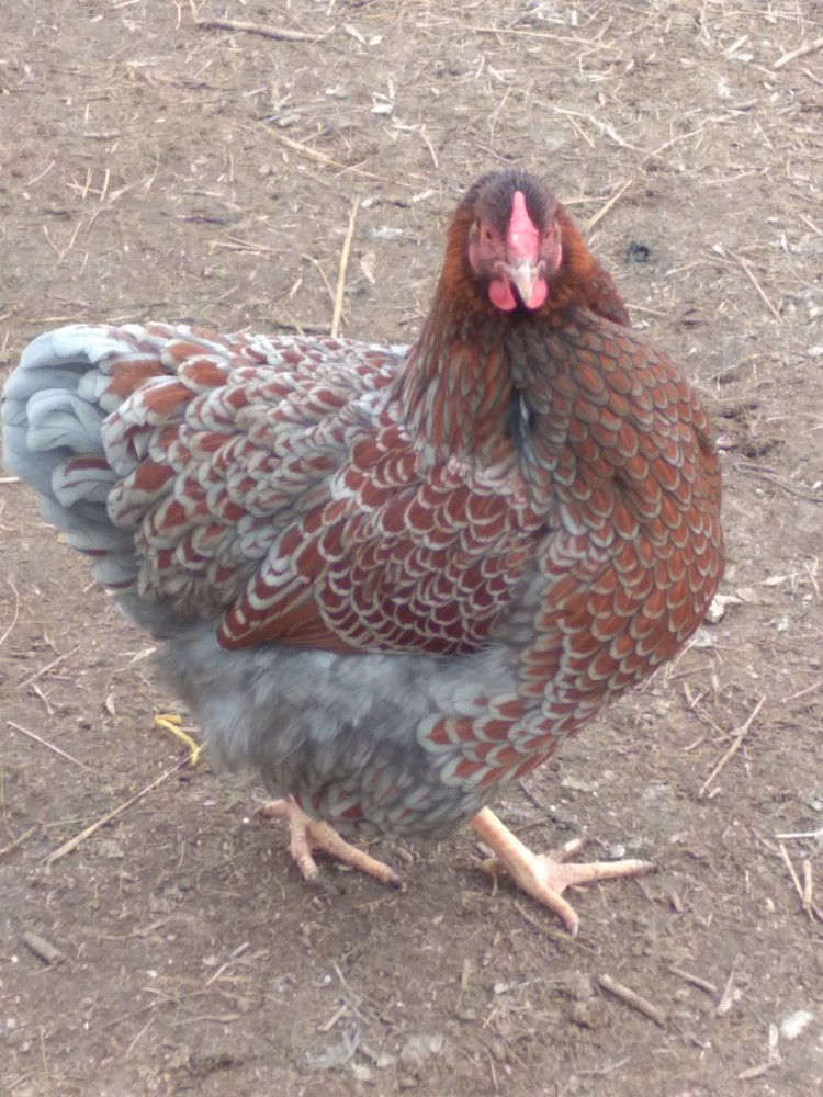 Blue Laced Red Wyandotte Hatching Eggs - 6 + Eggs