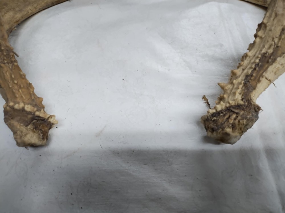 Whitetail Antlers cut offs #5