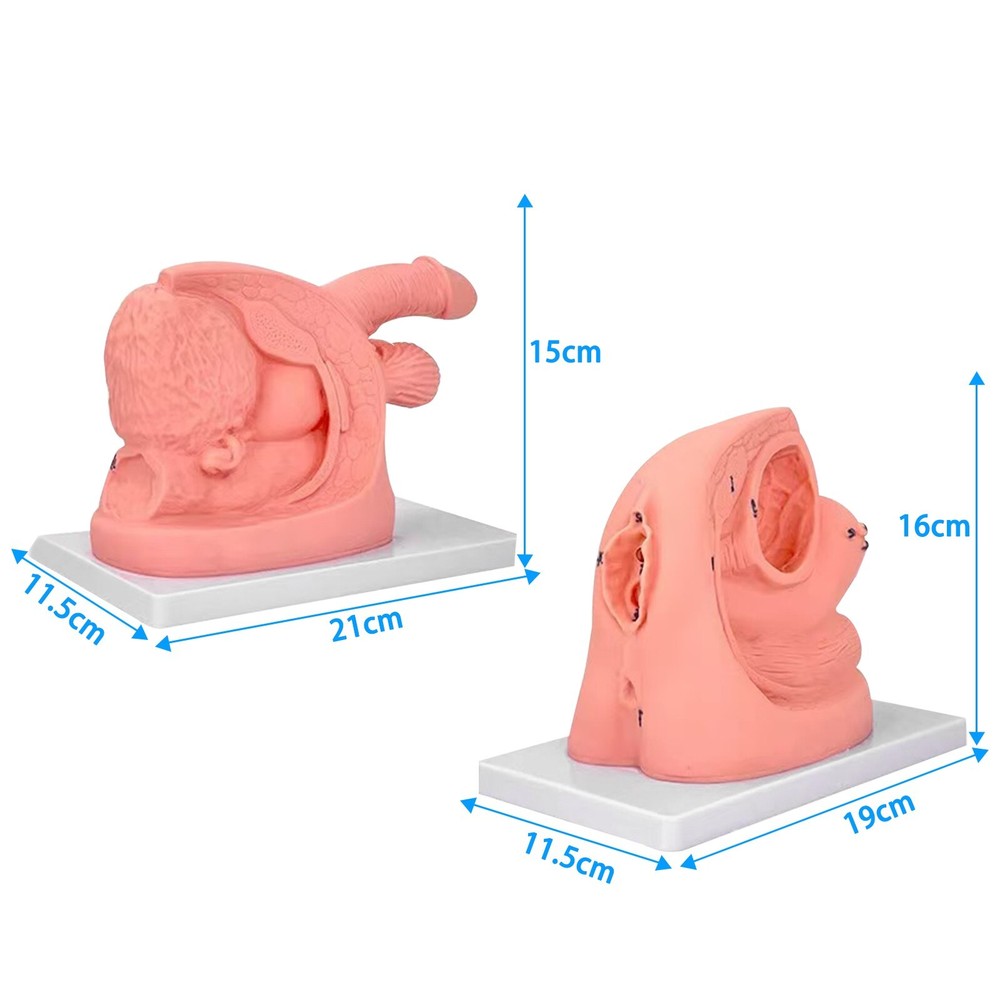 1 Kits Male Female Urethral Catheterization Train Simulator Models Improve Skill