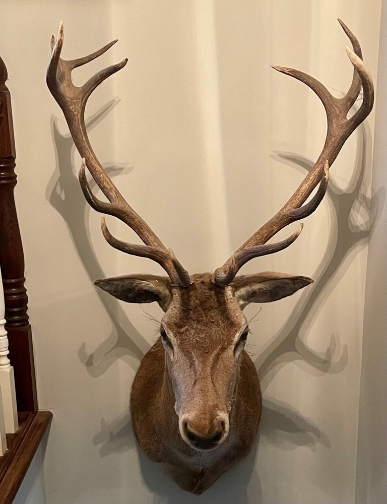 Large Trophy Monted Stag
