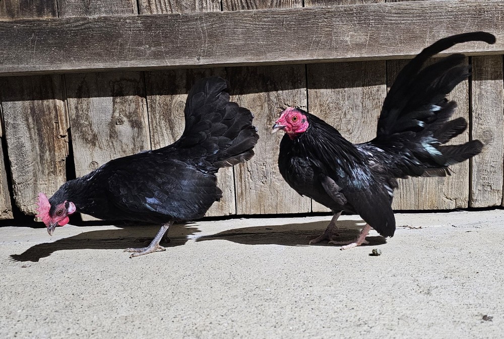 Black Azteca Bantam "Kikiriki"+🥚🥚🎉