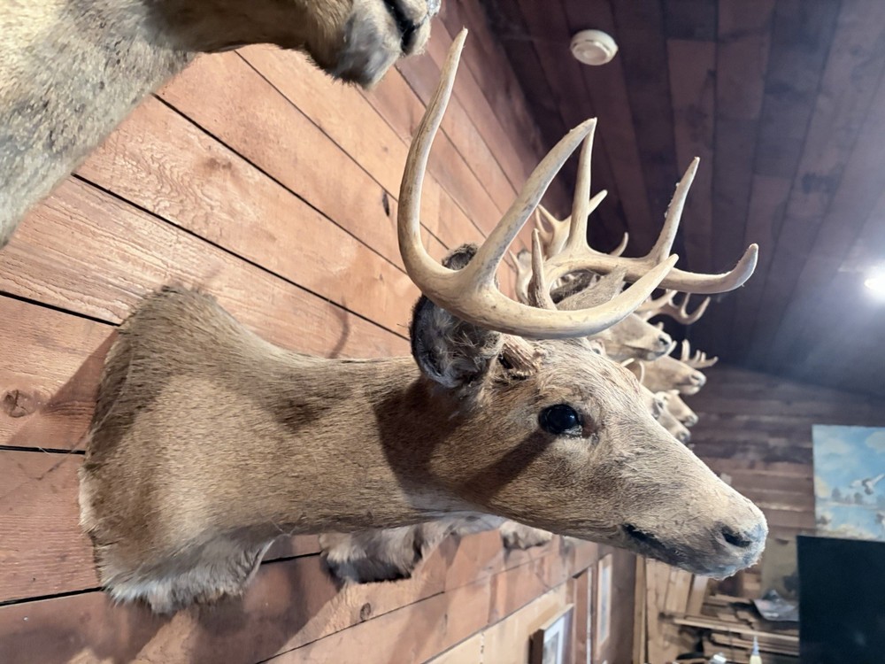 Deer Mount 8 Point