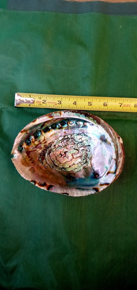 Incense Kit: Includes Abalone Shell, White Sand, Charcoal, Pinion Pine Resin