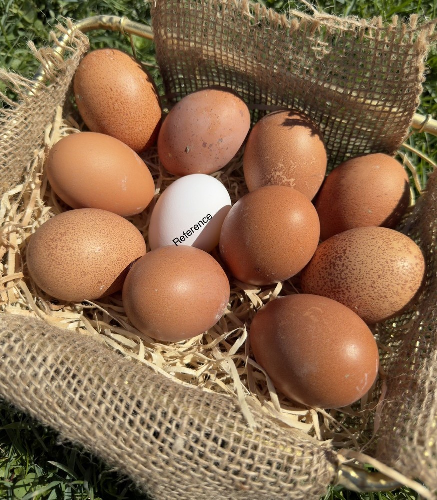 10++ NPIP Welsummer Chicken Hatching Eggs - Read Description