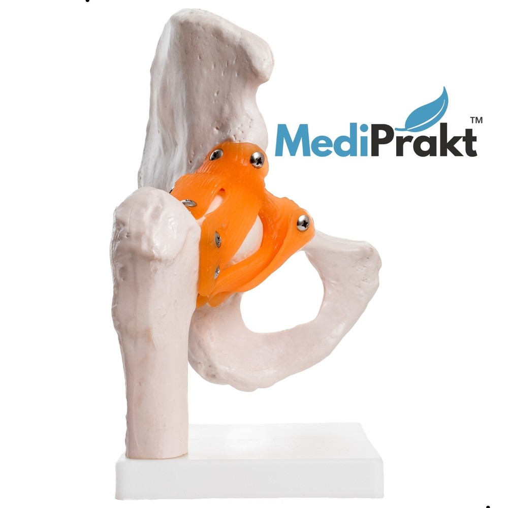 MediPrakt | JOINT MODEL COMBO - 4 | Hip Shoulder Knee Mini Spine