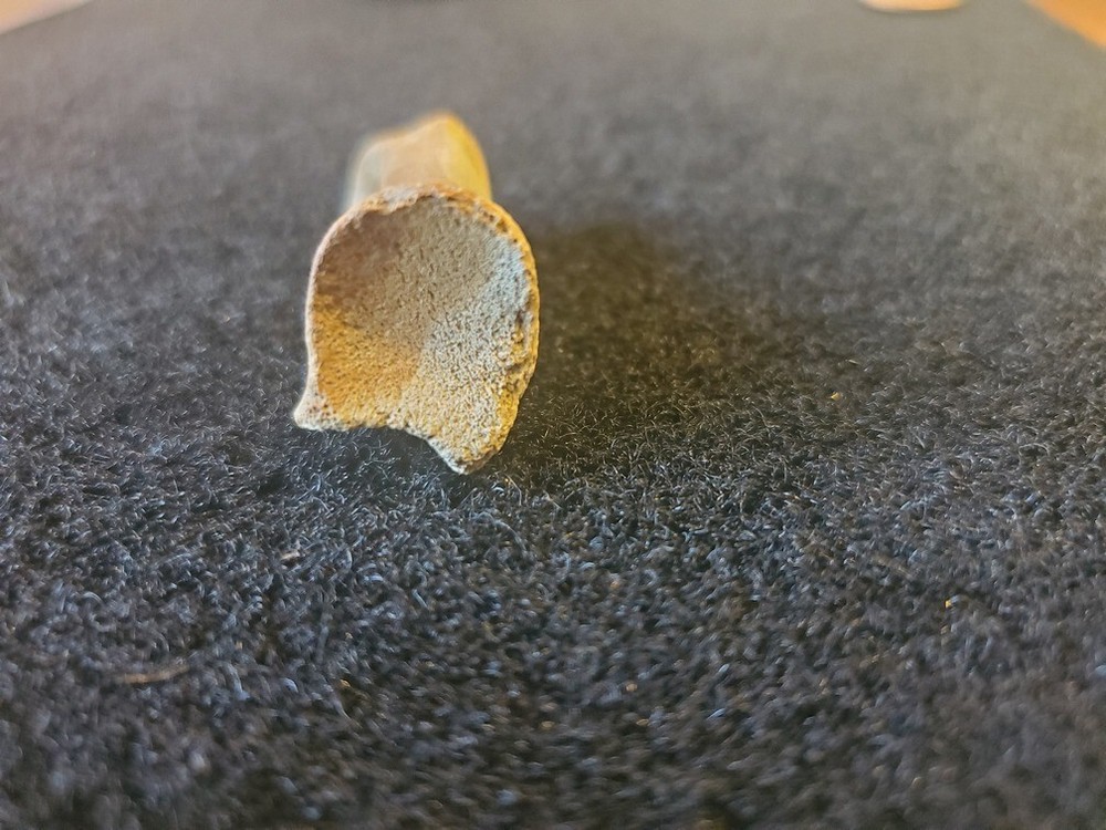 Theropod Toe Bone