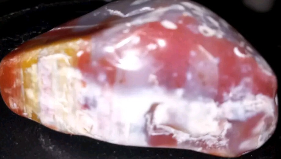 Beautiful Polished Translucent Petrified Wood
