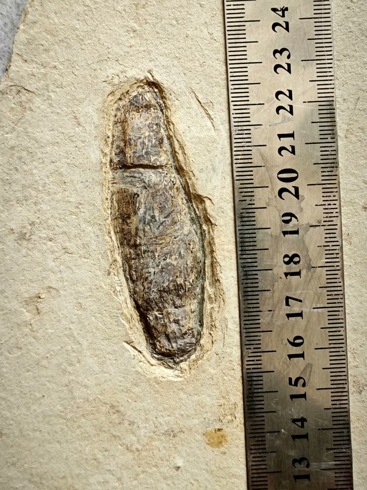 Real and unique ancient insect fossils c01