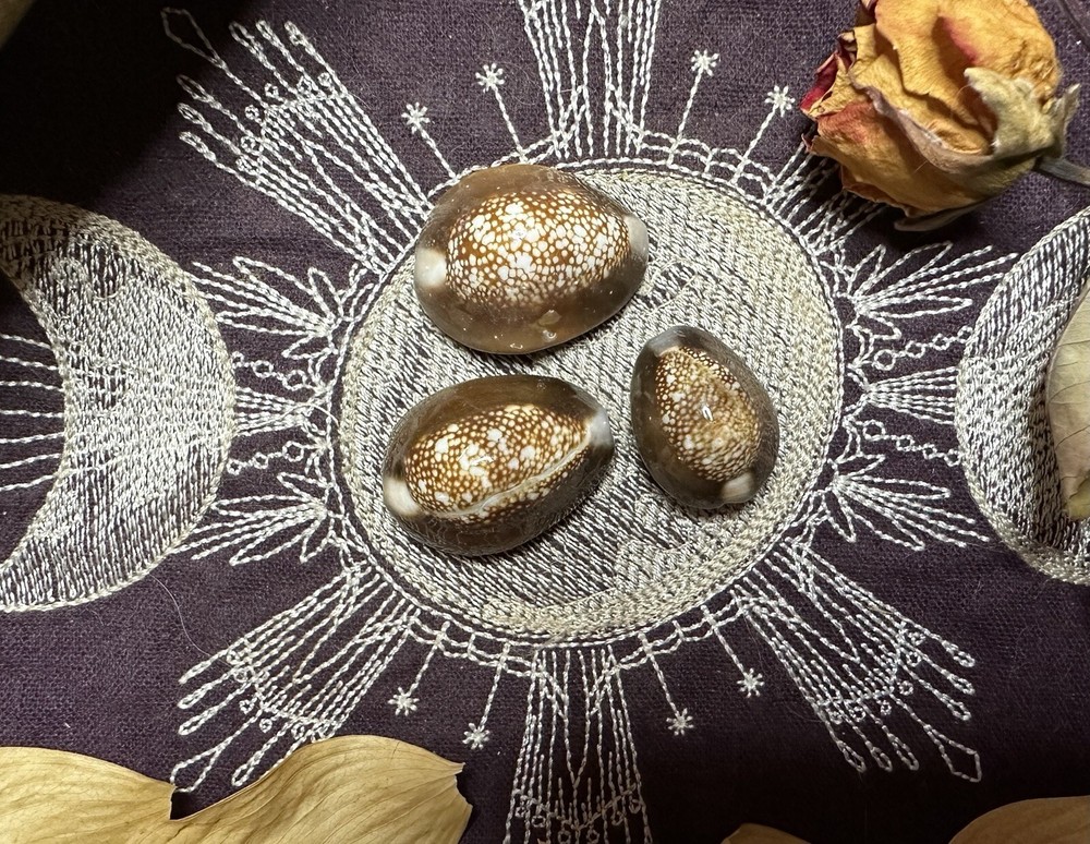 Three Snakehead Cowrie Shells, Divination, .5 - 1 Inch, Metaphysical