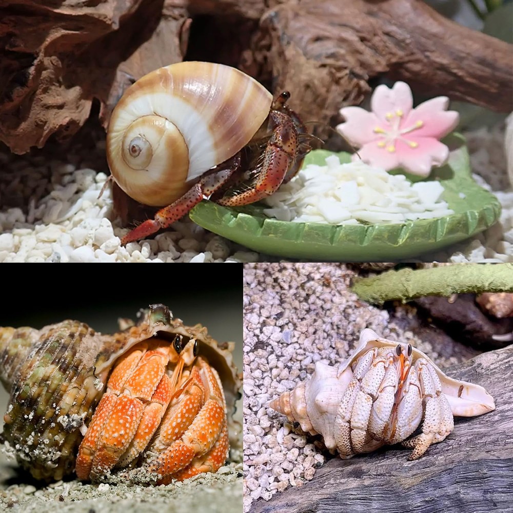 MOASIOP 7PCS Medium Large Hermit 7pcs and Shell Size 2" -2.8"