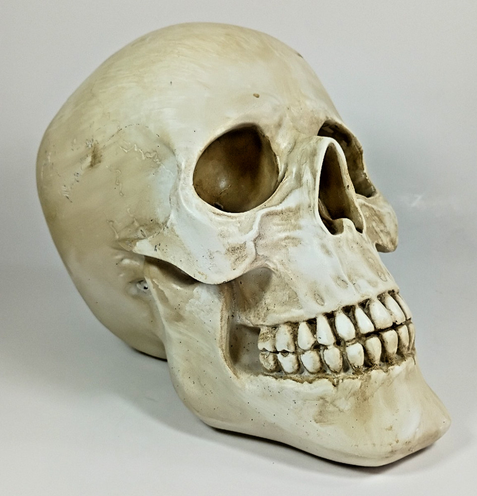 Faux HUMAN SKULL, Full Size Realistic Replica, Science Study Specimen.