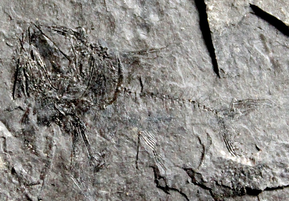 Unknown Oligocene fossil fish