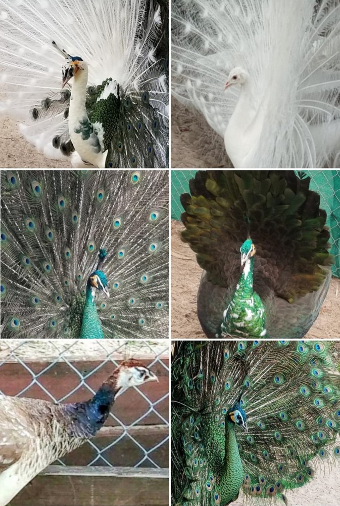 6+ VARIETY PACK PEACOCK PEAFOWL EGGS for HATCHING, Read Full Description