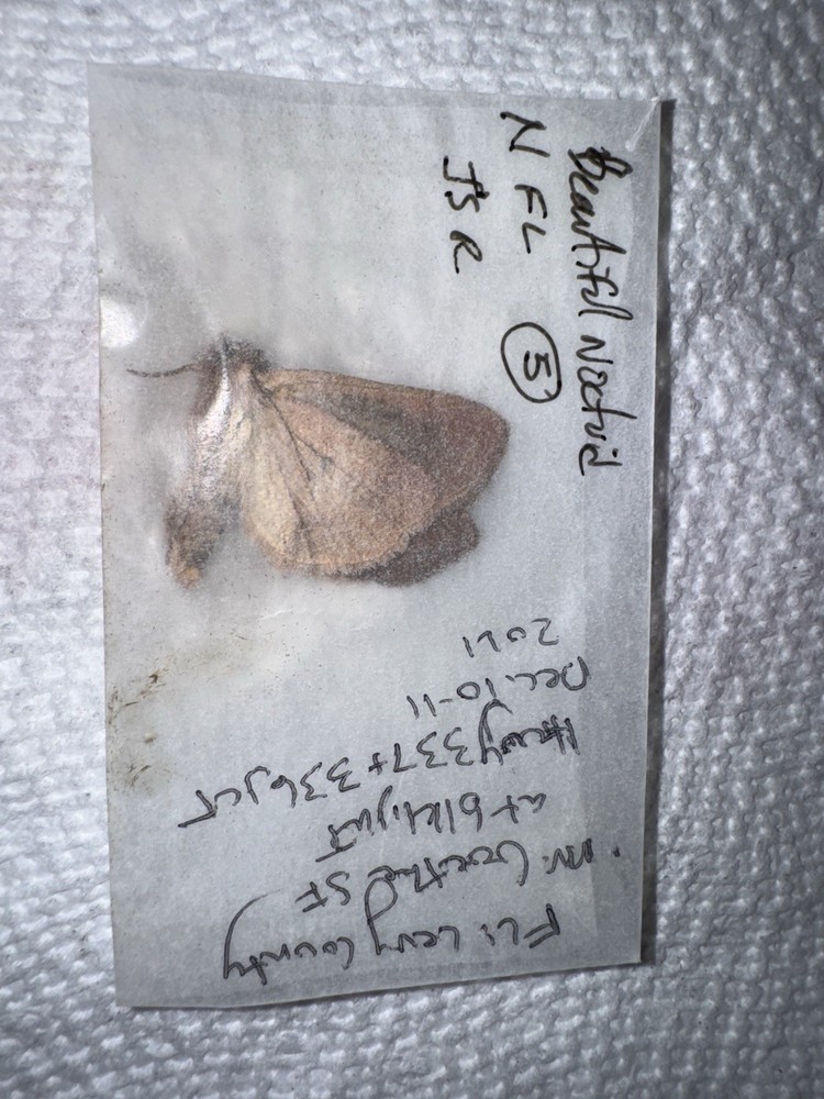 JSR Beautiful Noctuid Moth #5