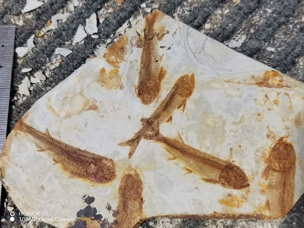 Unique and authentic ancient fossil fish like stone B010