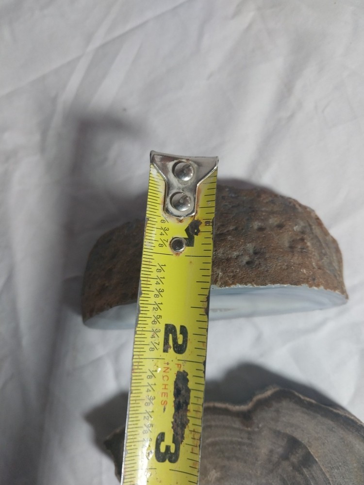 Petrified Wood, Half Geode Polished