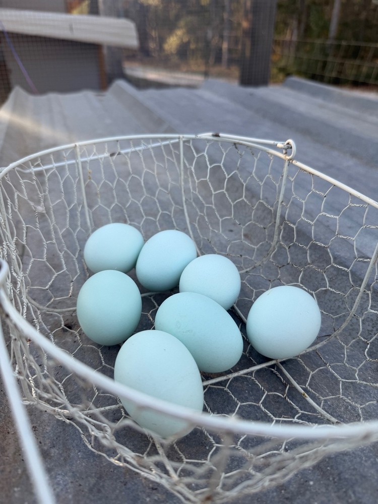Whiting True Blue Hatching Eggs - x12+plus extras