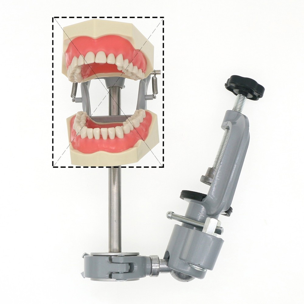 US Dental for Frasaco 860 Typodont Model 32Pcs Teeth, Mounting Pole Removable