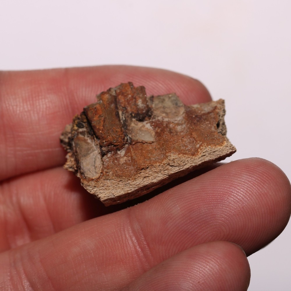Edmonotsaurus Jaw with a few Teeth Cretaceous Hell Creek Formation - Nice Piece