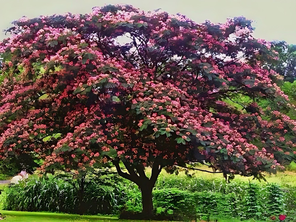 live Pink Mimosa Tree Sapling Bare Root tropical looking pink umbrella tree