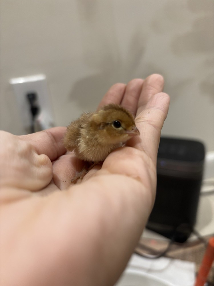 12+ Mixed Bobwhite Hatching Eggs