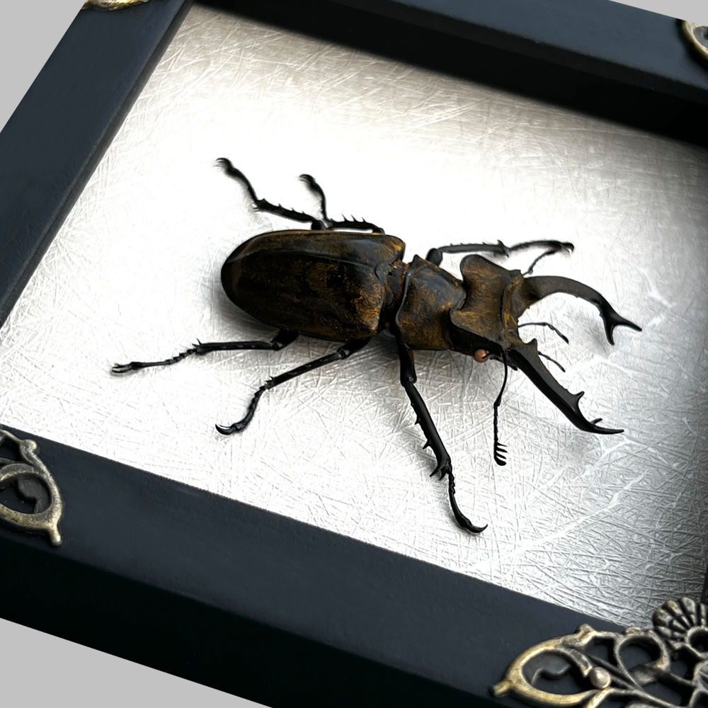 Insect Specimen Framed Lucanus Beetle Taxadermy Display Bug Oddities Preserved