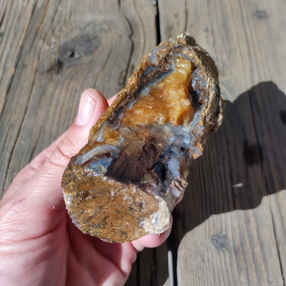 Blue Forest Petrified Wood *  13.7 oz.