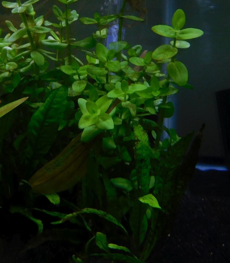 36 plus stems bacopa plants