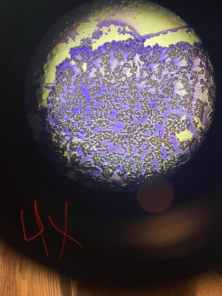 Nikon Eclipse E200 LED Binocular Microscope