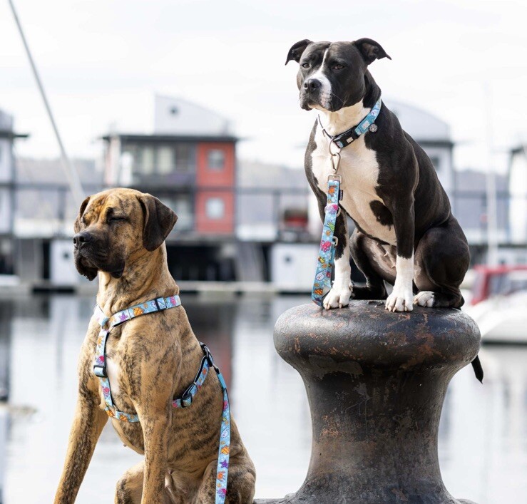 Max & Molly Short Dog Leash - Style: Blue Ocean - Medium Size