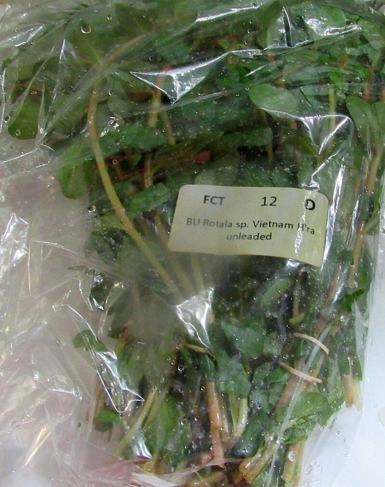 36 plus stems rotala vietnam plants