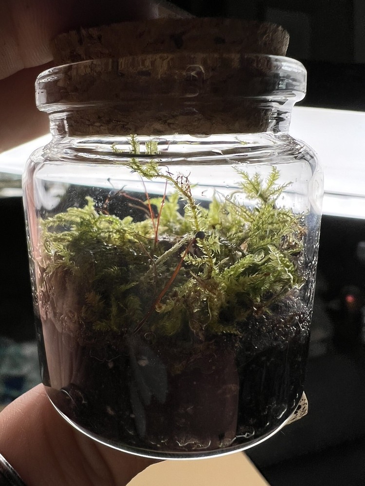 live moss terrarium